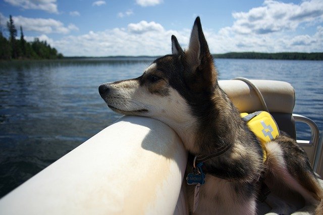 Dog Boat Lake Summer Lifejacket